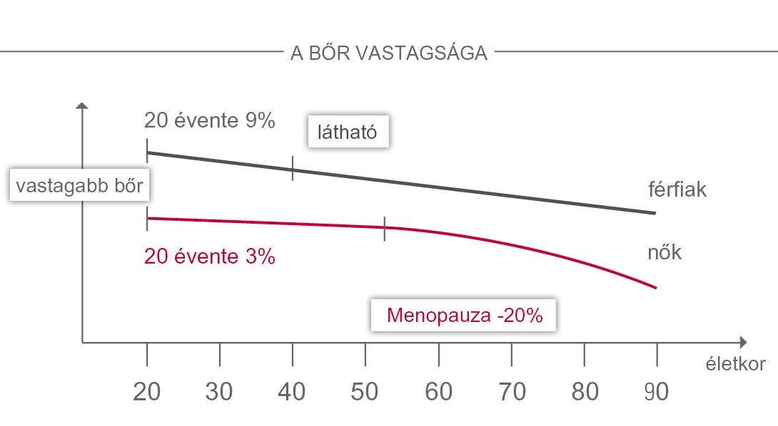 A bőr vastagságát bemutató diagram