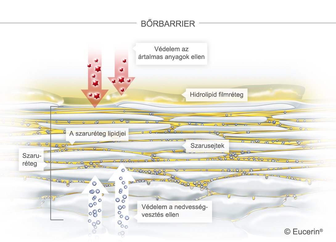 Grafikai illusztráció a bőrről és a szarurétegről.